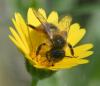 Andrena nigroaenea